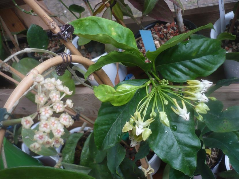 P1480424 - HOYA 2021-1