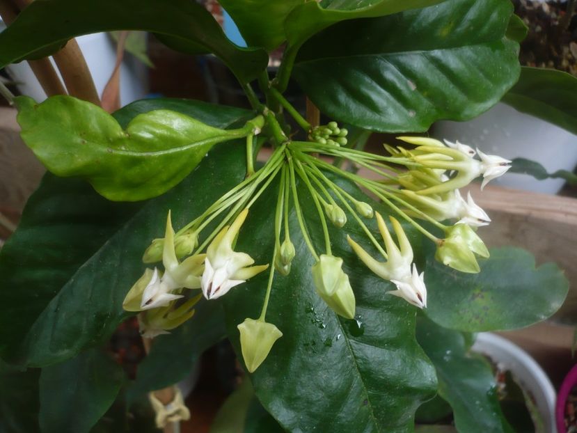 P1480426 - HOYA 2021-1