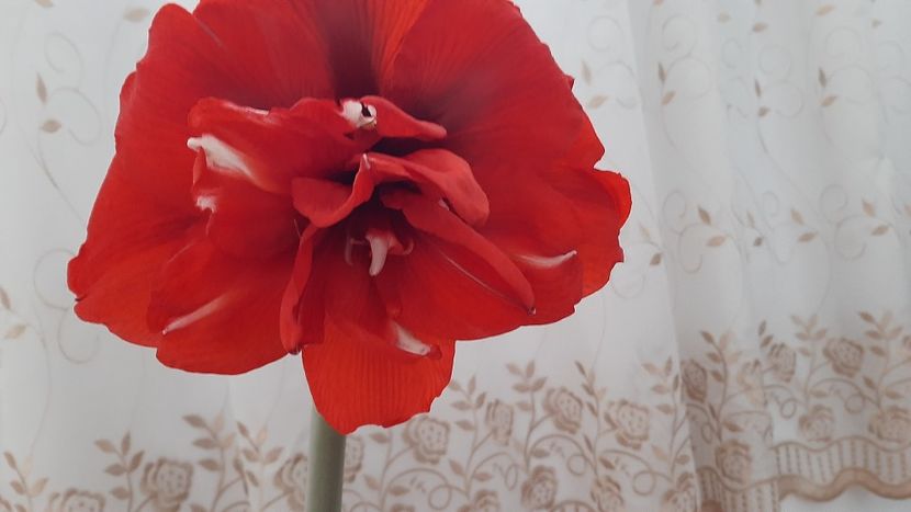  - diverse flori 2021