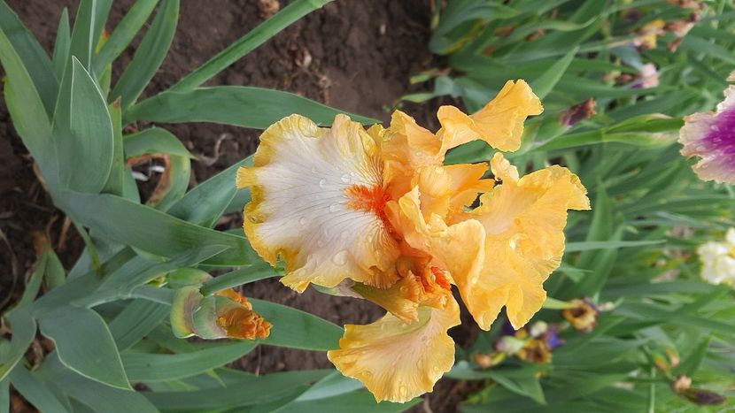  - diverse flori 2021