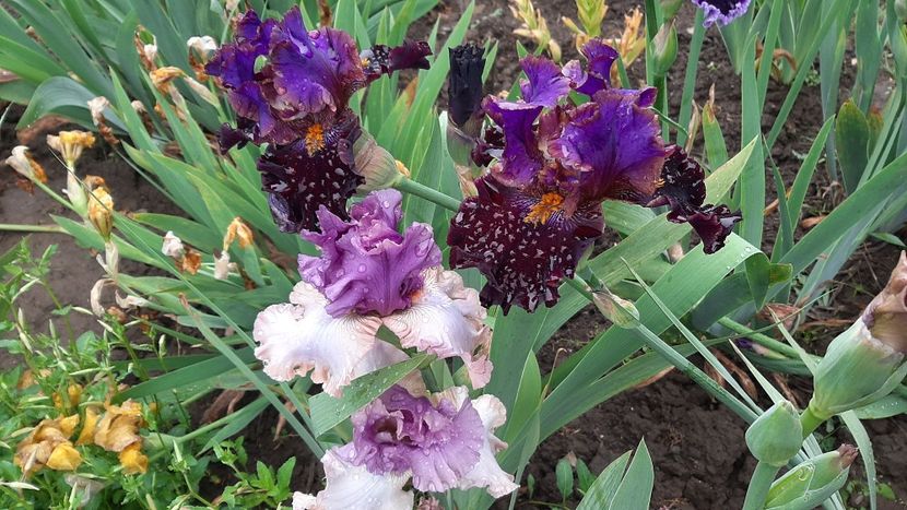  - diverse flori 2021