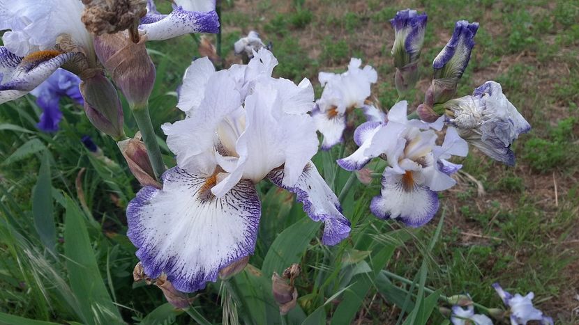  - diverse flori 2021