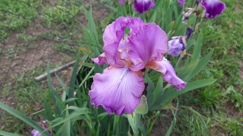  - diverse flori 2021