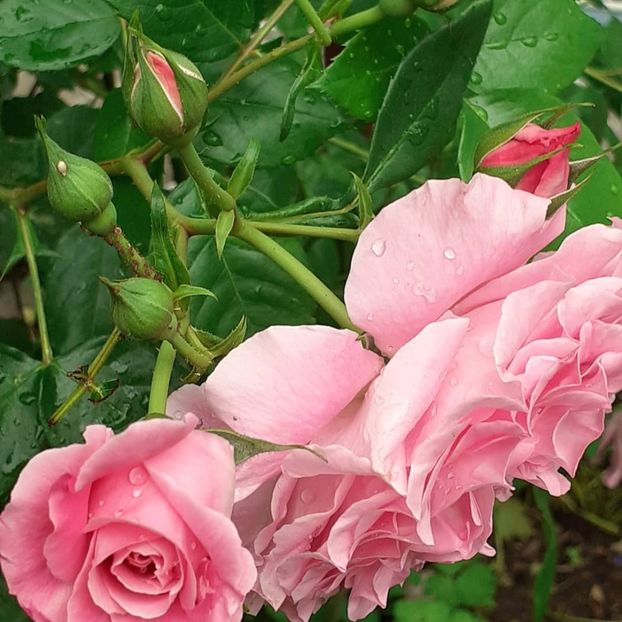  - Heillige Elisabeth 2021