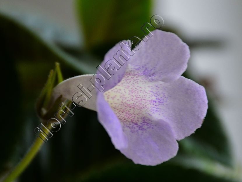 Sinningia Luci s Dual Soul - GLOXINIA-SINNINGIA _COLECTIA 2020_2021