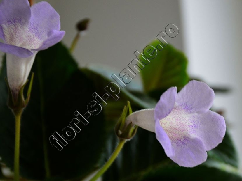 Sinningia Luci s Dual Soul - GLOXINIA-SINNINGIA _COLECTIA 2020_2024