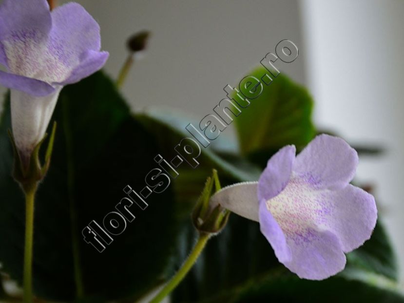 Sinningia Luci s Dual Soul - GLOXINIA-SINNINGIA _COLECTIA 2020_2021