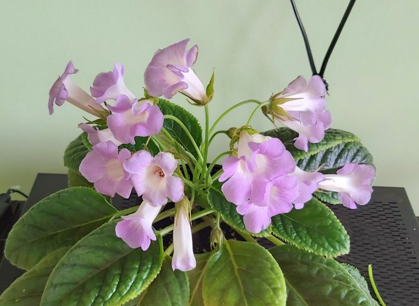 Flori Sinningia Luci.s My Beauty - 1 - Disponibile plante de vanzare 2021