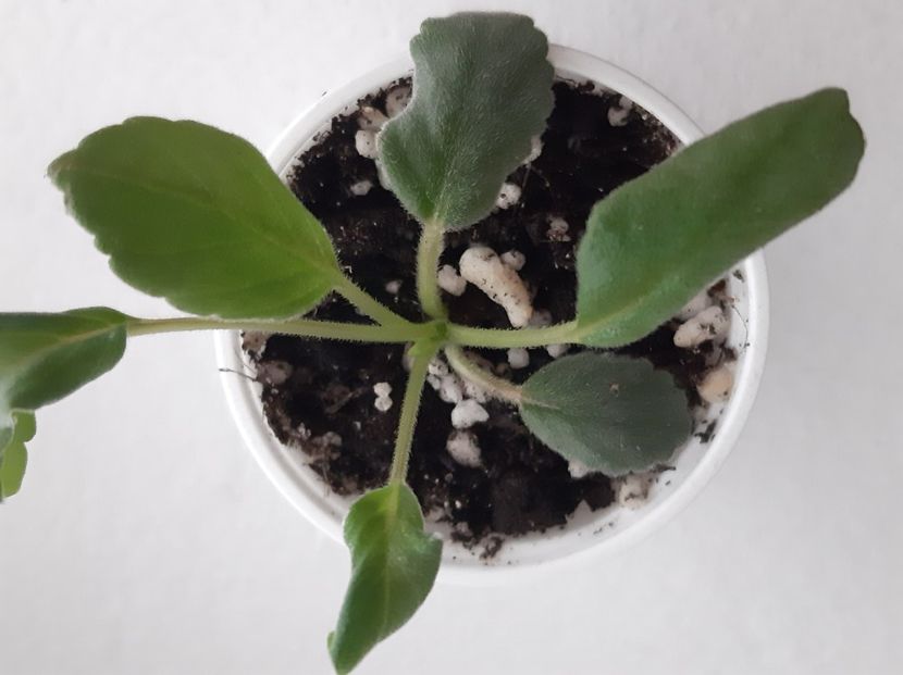 alsobia 10 - 001 Mini violete disponibile