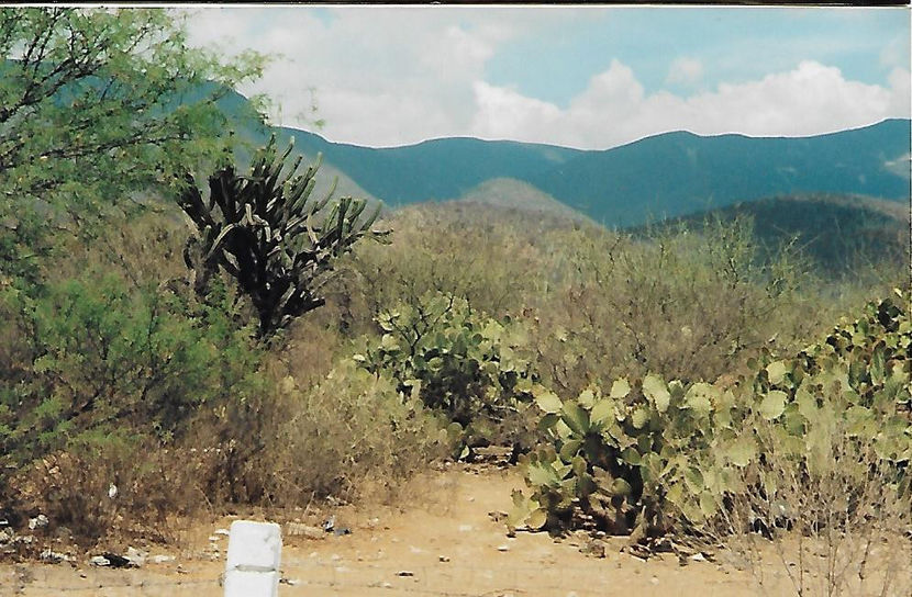 Rezervația de cactuși - Mexic