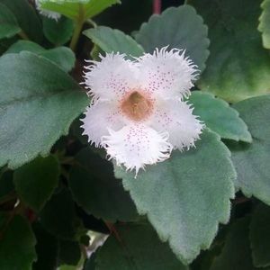 alsobia - 001 Mini violete disponibile