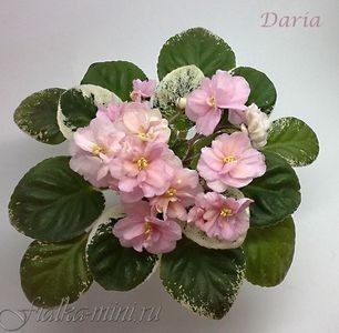 Daria - 001 Mini violete disponibile
