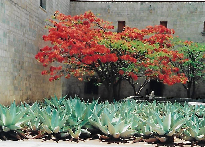 Oaxaca agave si flamboia - Mexic