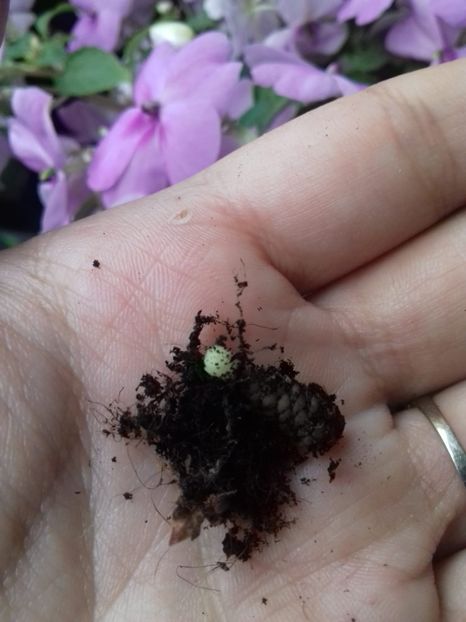 Ce inseamnă şi ce este de făcut? - Întrebări