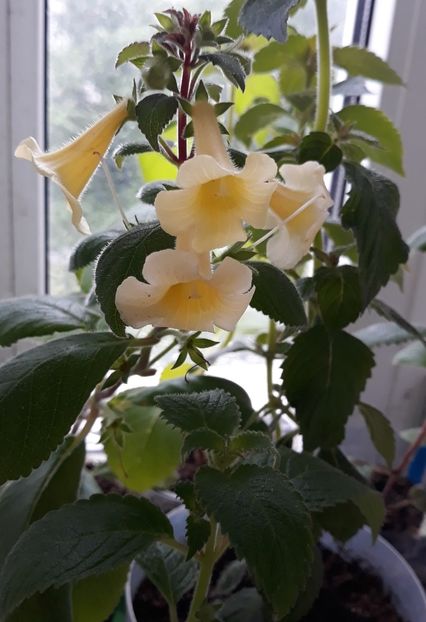  - 0001 2022 - MM s Andul