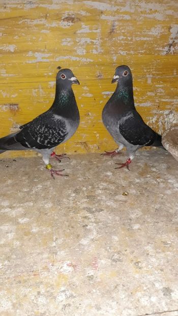 Screenshot_20210601-192913_Gallery - Porumbei