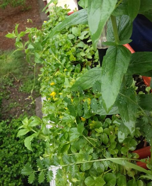 Asa arata o jardiniera cu salbaticiuni care fac flori ;) - Linişte şi flori