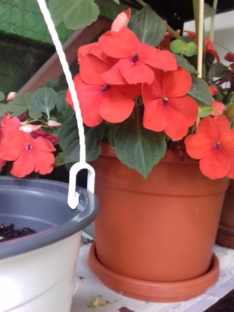  - Linişte şi flori