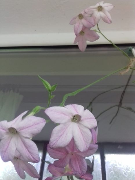  - Linişte şi flori