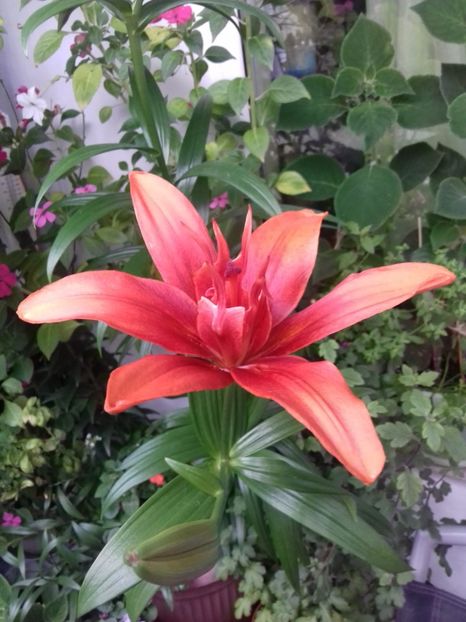  - Linişte şi flori