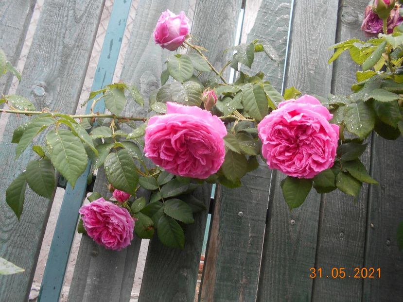  - 02 Trandafiri 2021
