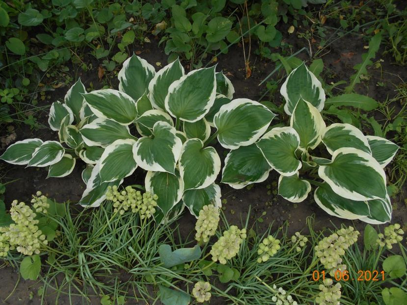 - 02 Azalee-rhododendroni-heleborusi-hortensii-hoste 2021