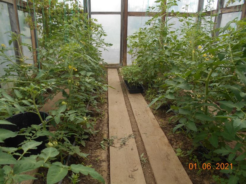  - 02 Gradina de legume 2021
