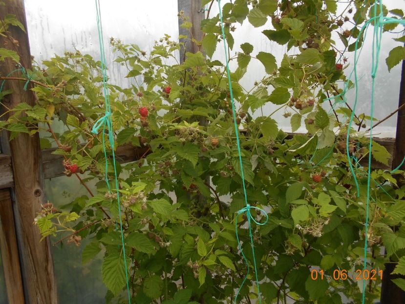  - 02 Gradina de legume 2021