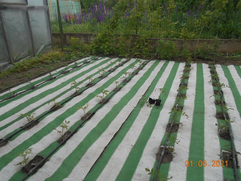  - 02 Gradina de legume 2021