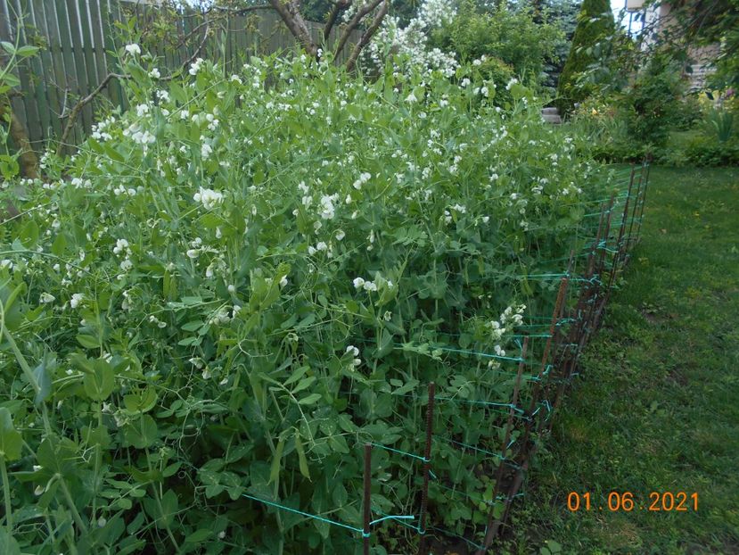  - 02 Gradina de legume 2021