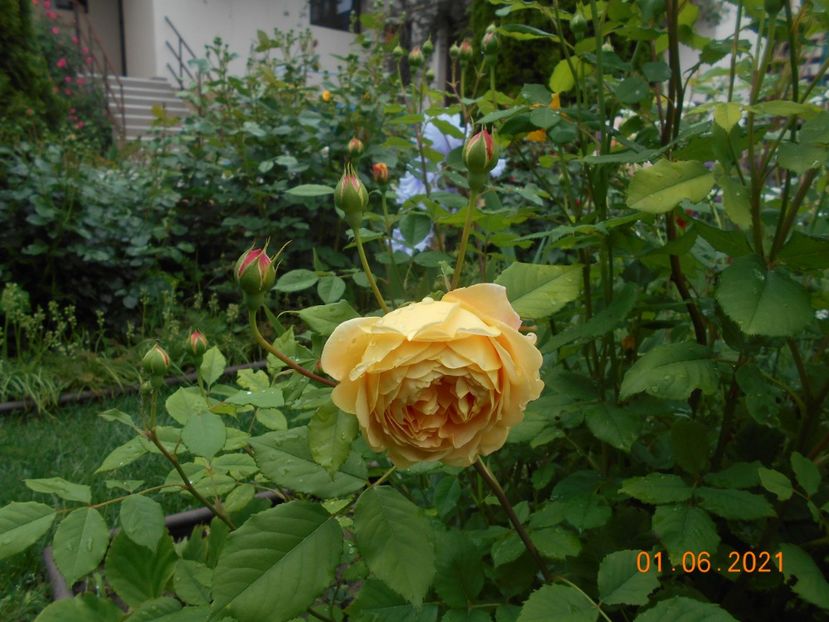 2021 - Golden Celebration