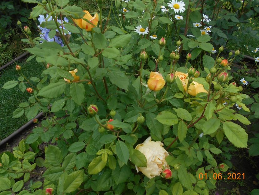  - Golden Celebration