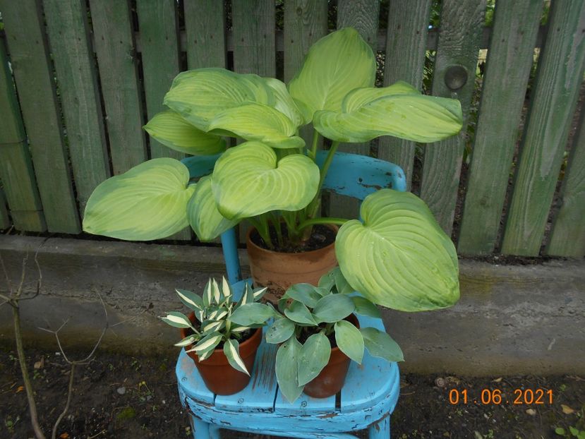  - 02 Azalee-rhododendroni-heleborusi-hortensii-hoste 2021
