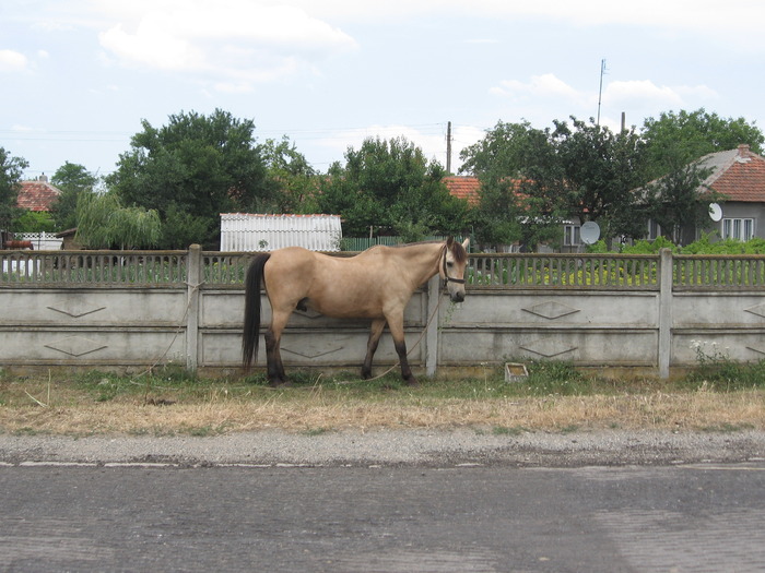 Viisoara, C-ta 2009