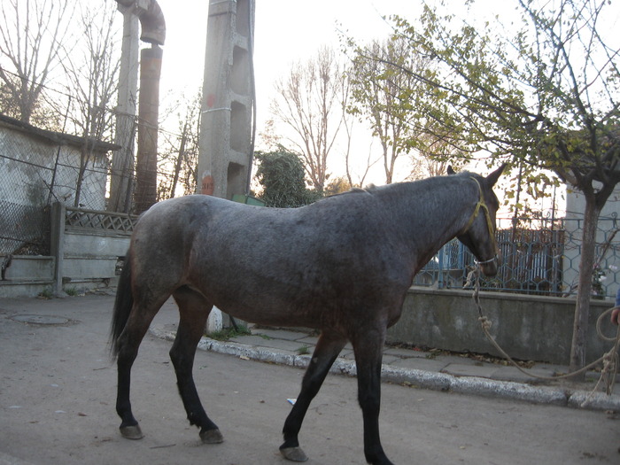 Constanta 2009 - Caii