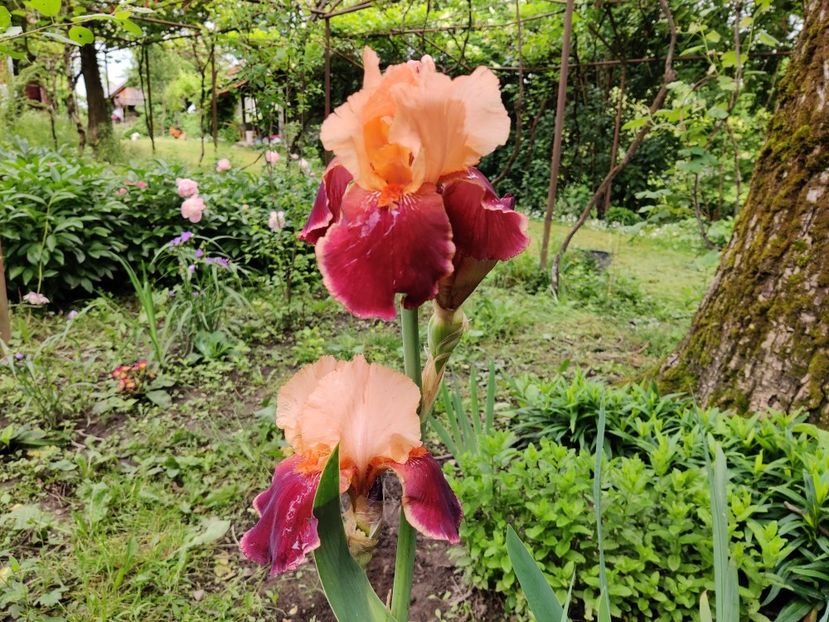 Cimarron strip - Iris germanica_barbosi