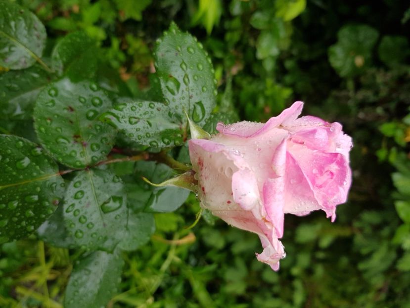 Elle - Trandafiri 2021