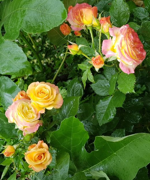 Gartensgruss - Trandafiri 2021