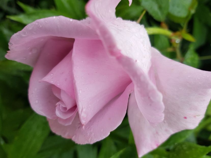 Sissi - Trandafiri 2021