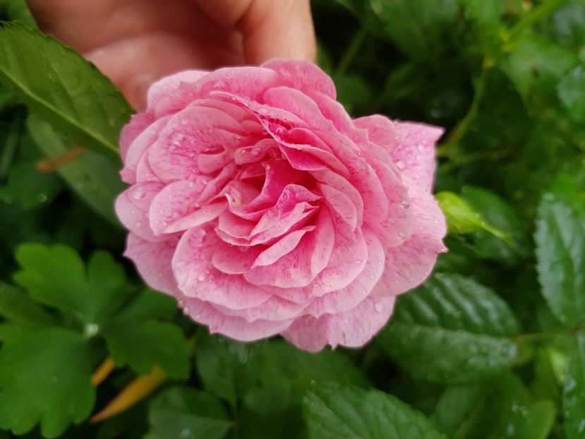 Camelot - Trandafiri 2021