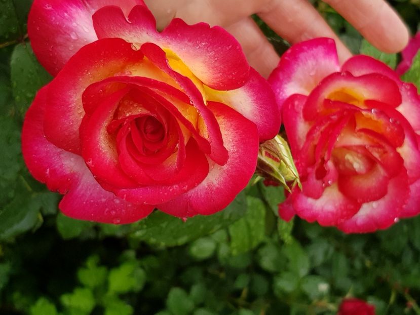 Leo - Trandafiri 2021