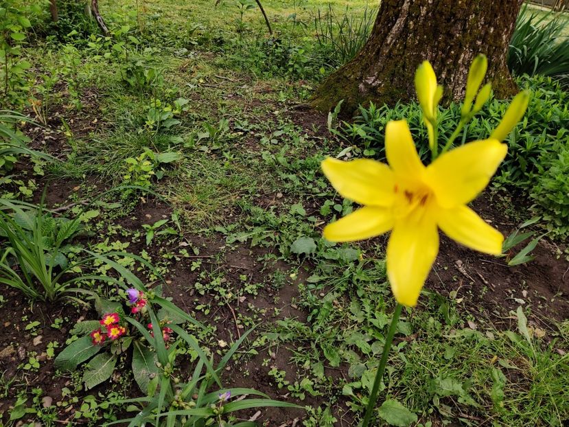 Flava - parfumat - Hemerocallisi