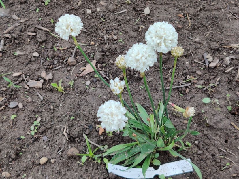 Armeria pseudarmeria white - Diverse