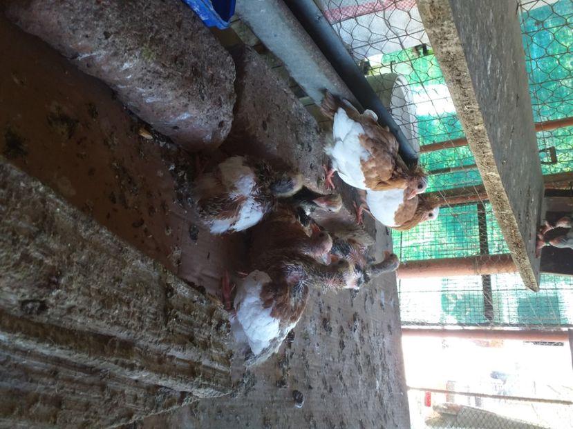 2021 puii - Kamaromi 2015-2023