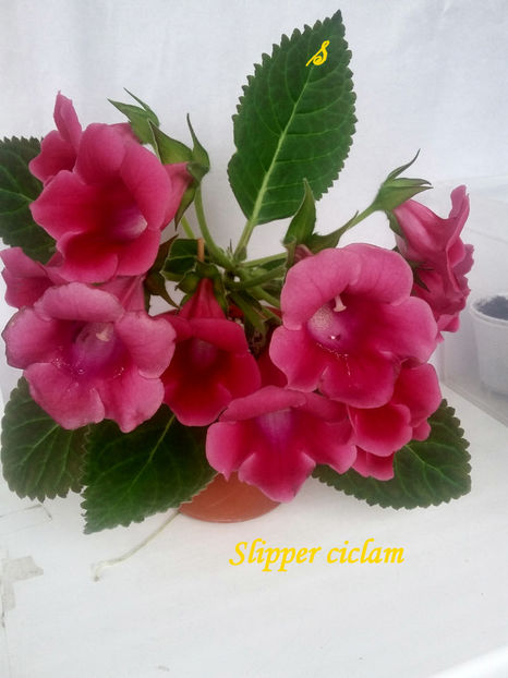 Slipper ciclam(2-06-2021) - Gloxinii 2021