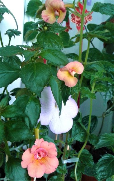  - achimenes 2020 infloriti astazi