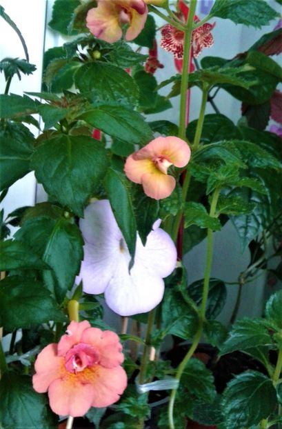  - achimenes 2020 infloriti astazi