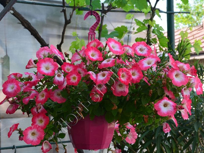 Petunia - Flori gradina