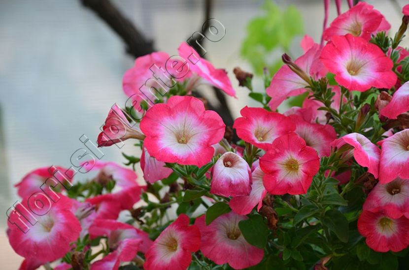 Petunia - Flori gradina