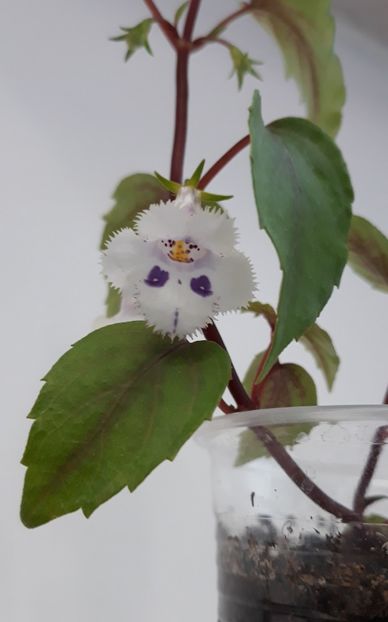 2021 - 0001 2022 - Fimbriata